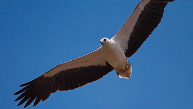Eagle spread wings blue sky #2 free wallpaper for desktop - medium preview image