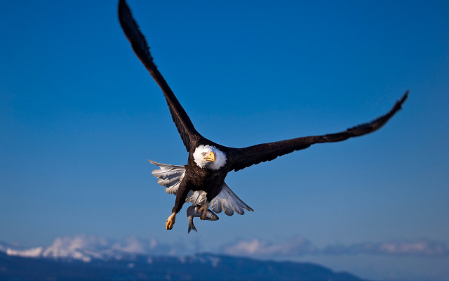 Bald eagle soaring mountains blue free wallpaper for desktop - medium preview image