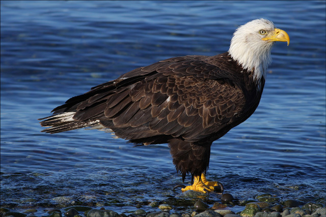 Bald eagle rock water camera free wallpaper for desktop - medium preview image