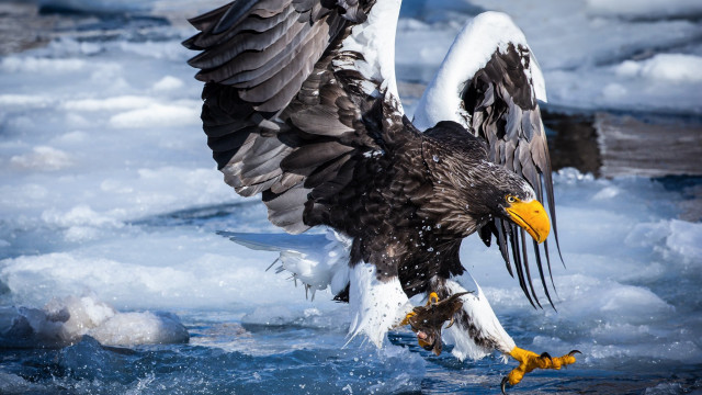 Large bird fish water ice free wallpaper for desktop - medium preview image