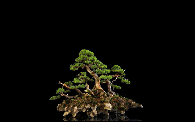 Bonsai tree dark background black free wallpaper for desktop - medium preview image