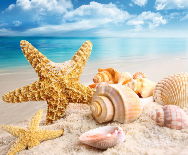 Starfish beach ocean blue sand free wallpaper for desktop - medium preview image