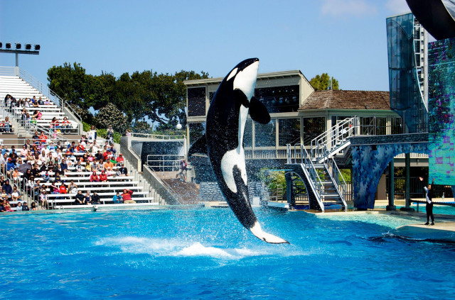 Orca jumping show crowd black free wallpaper for desktop - medium preview image