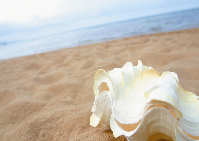 Shell on sand beach ocean free wallpaper for desktop - medium preview image