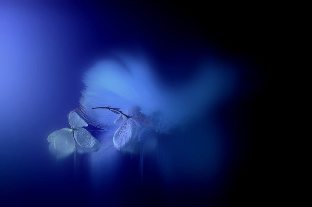 Blue flower blurry background art free wallpaper for desktop - medium preview image