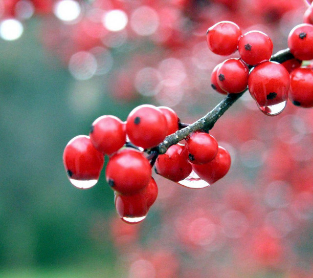 Close up tree red berries free wallpaper for tablet - medium preview image