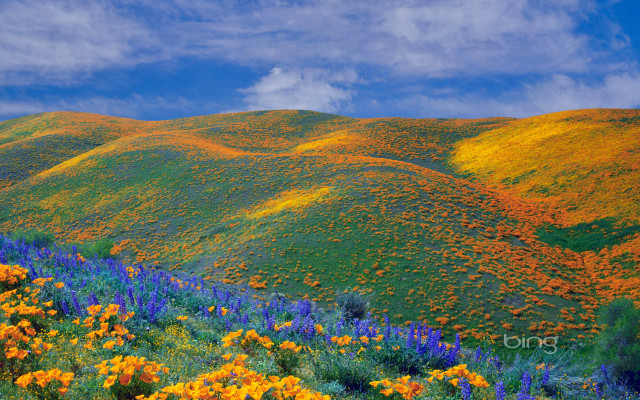 Wildflower field blue sky cloudy free wallpaper for desktop - medium preview image