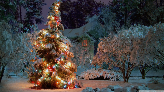 Lit christmas tree snowy yard free wallpaper for desktop - medium preview image