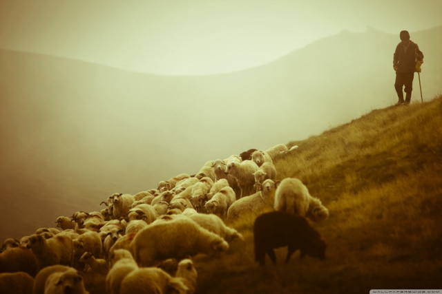 Man hill herd sheep dog free wallpaper for desktop - medium preview image