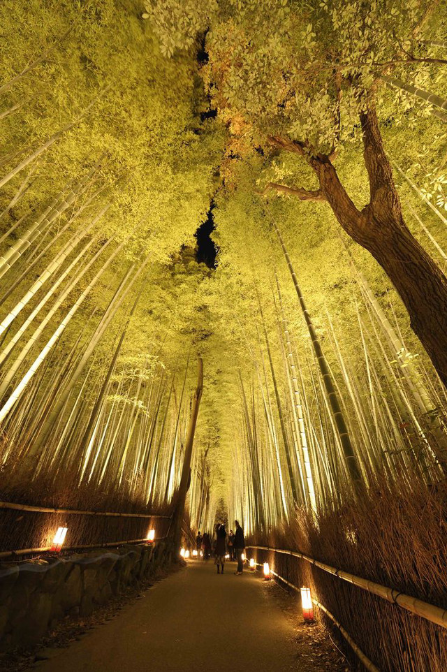 Tunnel of trees with lights free wallpaper for mobile - medium preview image