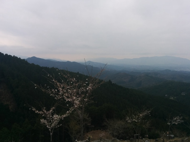 Tree white flowers mountains cloudy free wallpaper for desktop - medium preview image