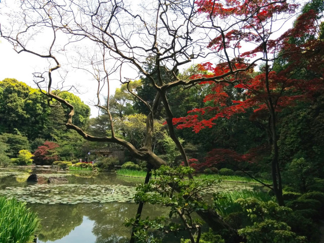 Autumn pond trees flowers impressionist free wallpaper for desktop - medium preview image