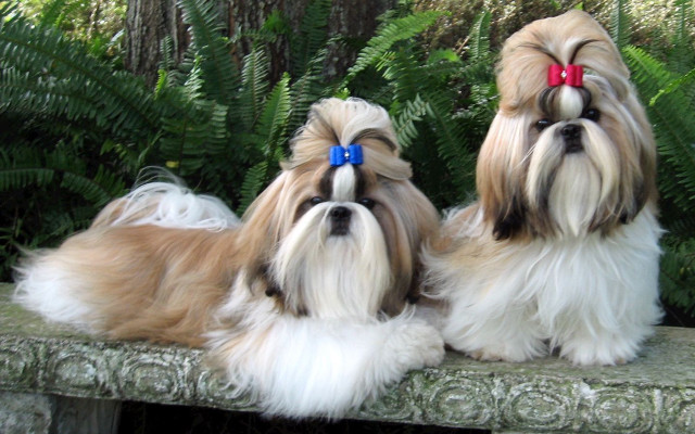 Small dogs bench woods heads free wallpaper for desktop - medium preview image