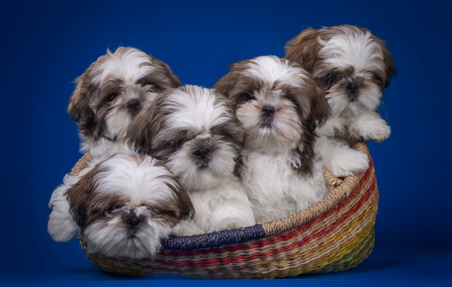 Small dogs basket blue background free wallpaper for desktop - medium preview image