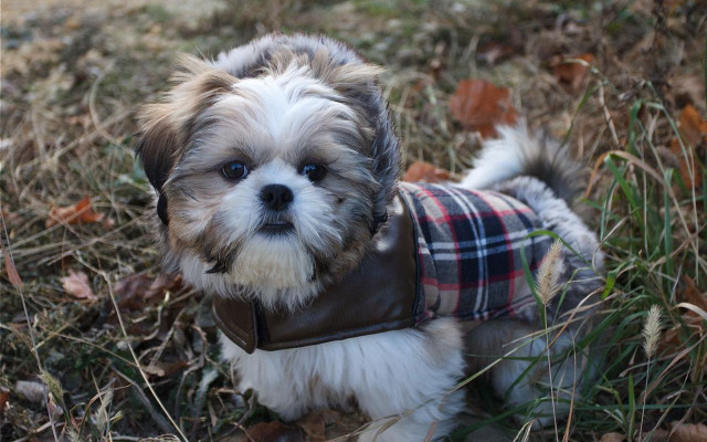 Small dog leather jacket grass free wallpaper for desktop - medium preview image