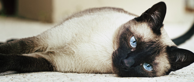 Siamese cat blue eyes curious free wallpaper for desktop - medium preview image