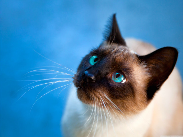 Siamese cat blue eyes looking free wallpaper for desktop - medium preview image