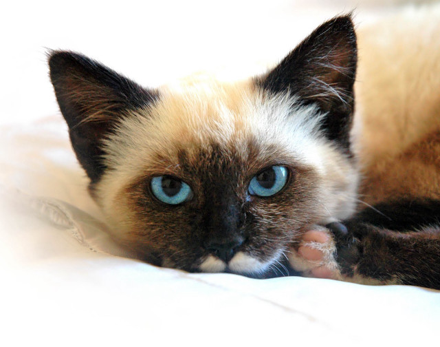Cat blue eyes bed white free wallpaper for desktop - medium preview image