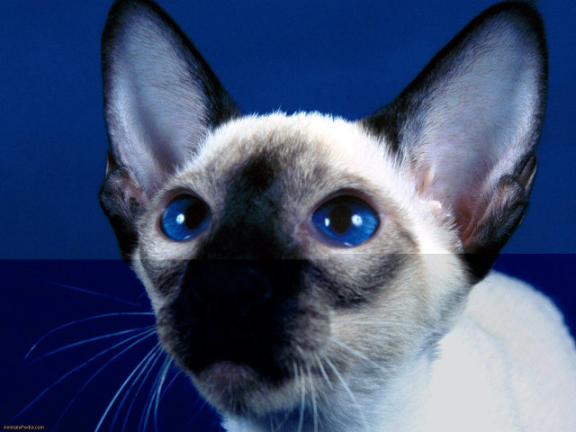 Cat blue eyes looking camera free wallpaper for desktop - medium preview image