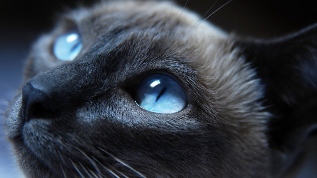 Cat face blue eyes black free wallpaper for desktop - medium preview image