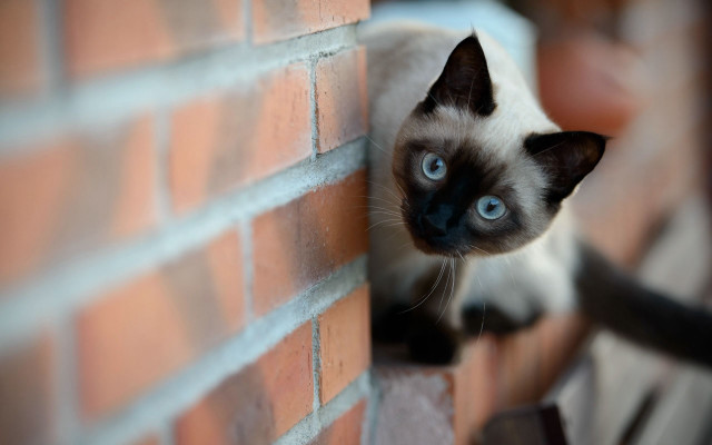 Cat looking brick wall reaching free wallpaper for desktop - medium preview image