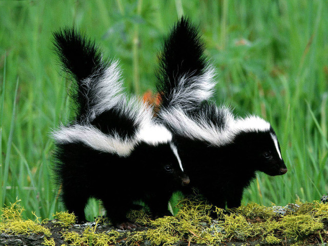 Two skunks grass tails spread free wallpaper for desktop - medium preview image