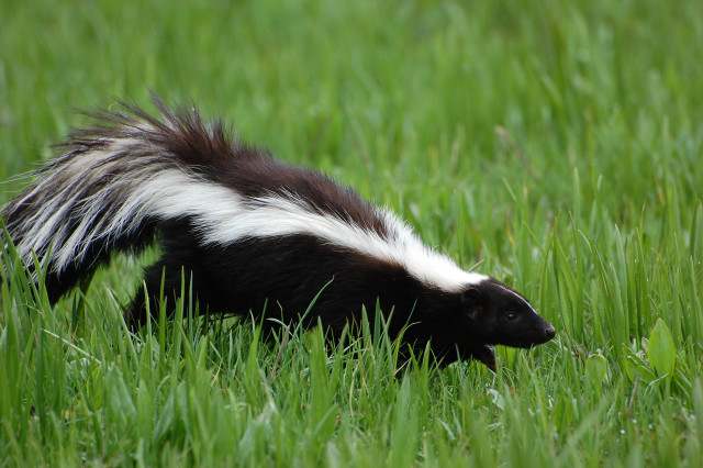 Striped skunk walking grassy field free wallpaper for desktop - medium preview image