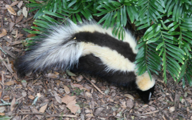 Skunky floral field forest garden free wallpaper for desktop - medium preview image