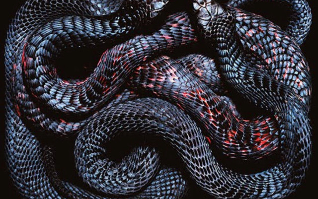 Snake curled spiral black background #2 free wallpaper for desktop - medium preview image