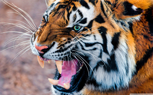 Tiger mouth open teeth wide #5 free wallpaper for desktop - medium preview image