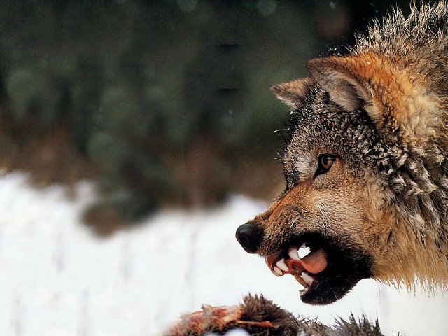 Wolf growling snow winter outside free wallpaper for desktop - medium preview image