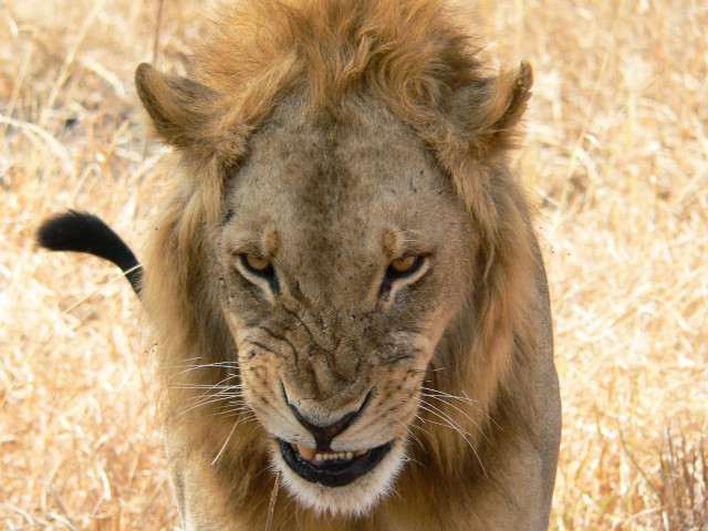 Lion walking dry grass open free wallpaper for desktop - medium preview image