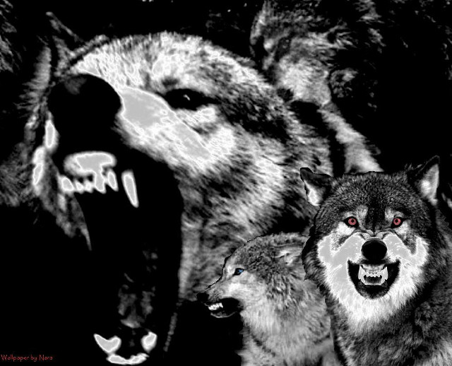 Wolves mouths open group pack free wallpaper for desktop - medium preview image