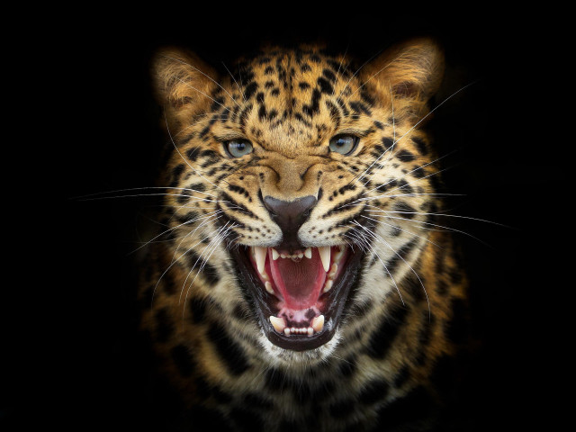 Leopard closeup mouth open teeth #5 free wallpaper for desktop - medium preview image