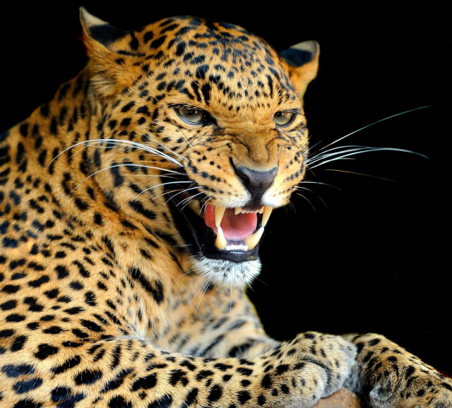 Leopard mouth open teeth wide #2 free wallpaper for tablet - medium preview image