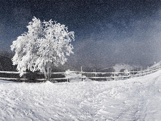 Lone tree snowy field fence free wallpaper for desktop - medium preview image