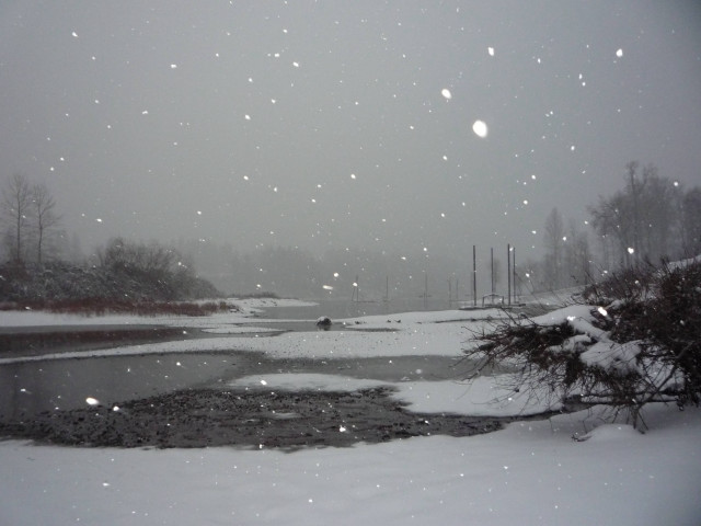 Snowy day pond trees background free wallpaper for desktop - medium preview image