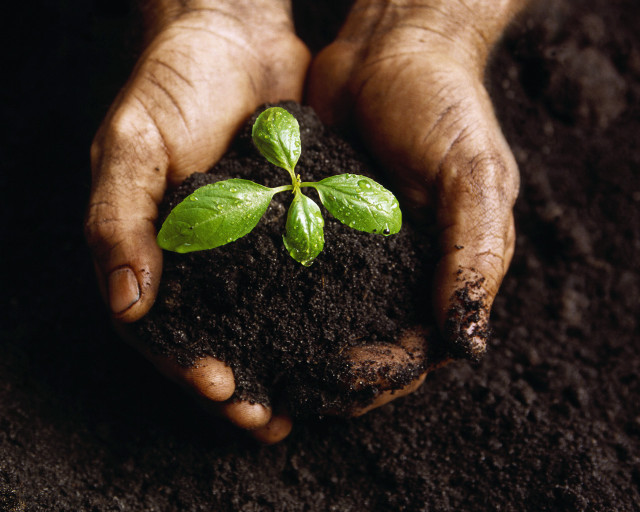Person holding plant dirt ground free wallpaper for desktop - medium preview image