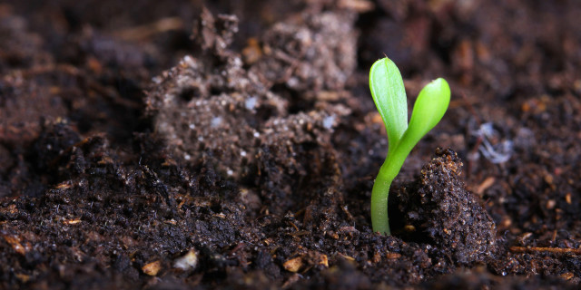 Small green plant sprouting dirt free wallpaper for desktop - medium preview image