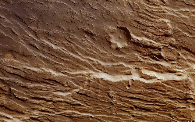 Close up wall bird side free wallpaper for desktop - medium preview image