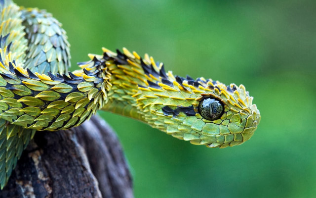 Green snake yellow black striped free wallpaper for desktop - medium preview image