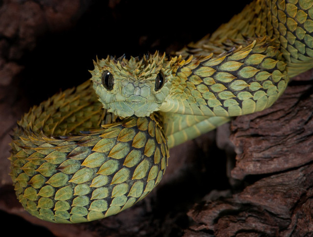 Green snake black yellow pattern free wallpaper for desktop - medium preview image