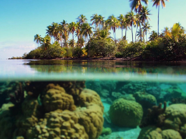 Tropical island palm trees coral free wallpaper for desktop - medium preview image