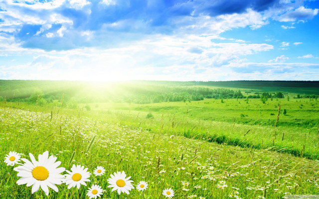 Daisies field sun blue sky free wallpaper for desktop - medium preview image