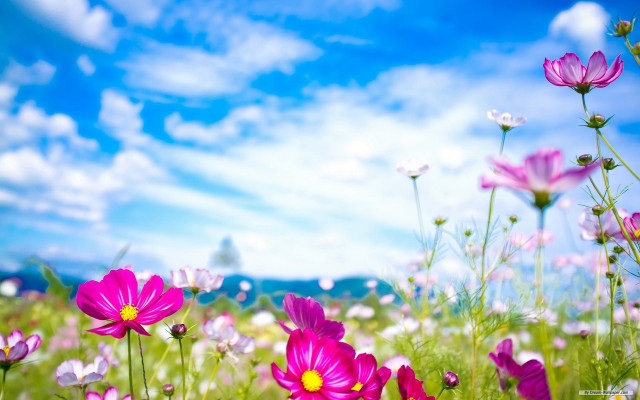 Purple flowers blue sky clouds #5 free wallpaper for desktop - medium preview image