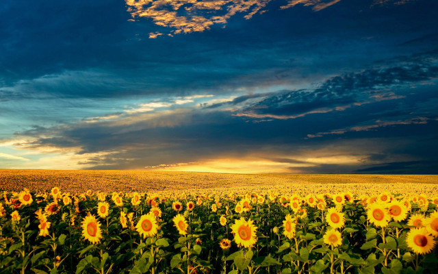 Sunflowers field cloudy sunset sunbeam free wallpaper for desktop - medium preview image