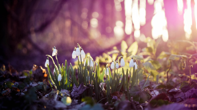 Flowers grass leaves sunshine anamorphic free wallpaper for desktop - medium preview image