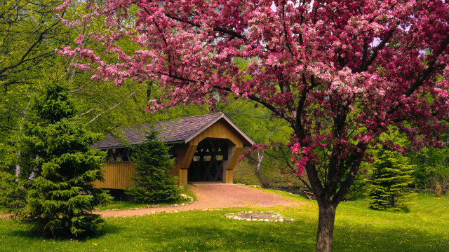 Wooden house blooming trees path free wallpaper for desktop - medium preview image