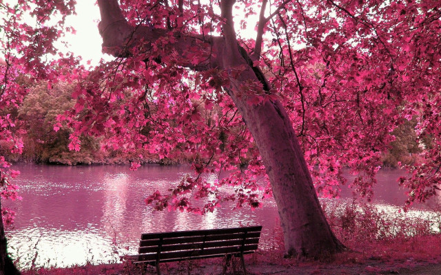 Bench tree lake pink flowers free wallpaper for desktop - medium preview image