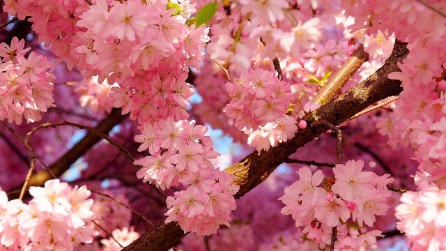 Pink flower tree sunlight blue free wallpaper for desktop - medium preview image